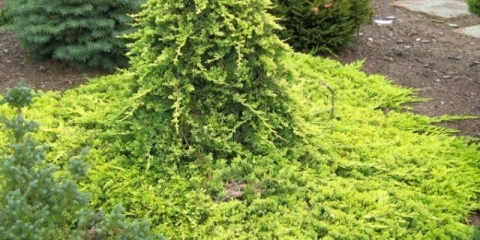 Puzava kleka (puzava)